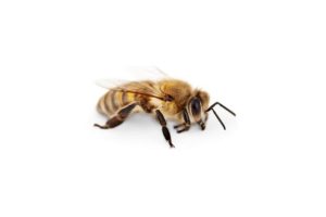 Bee pest control services Perth, WA.