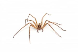 Spiders pest control services Perth, WA.