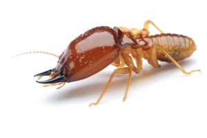 Termites pest control services Perth, WA.