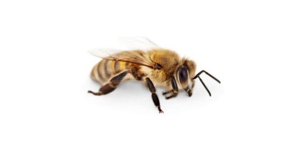 Bee pest control services Perth, WA.