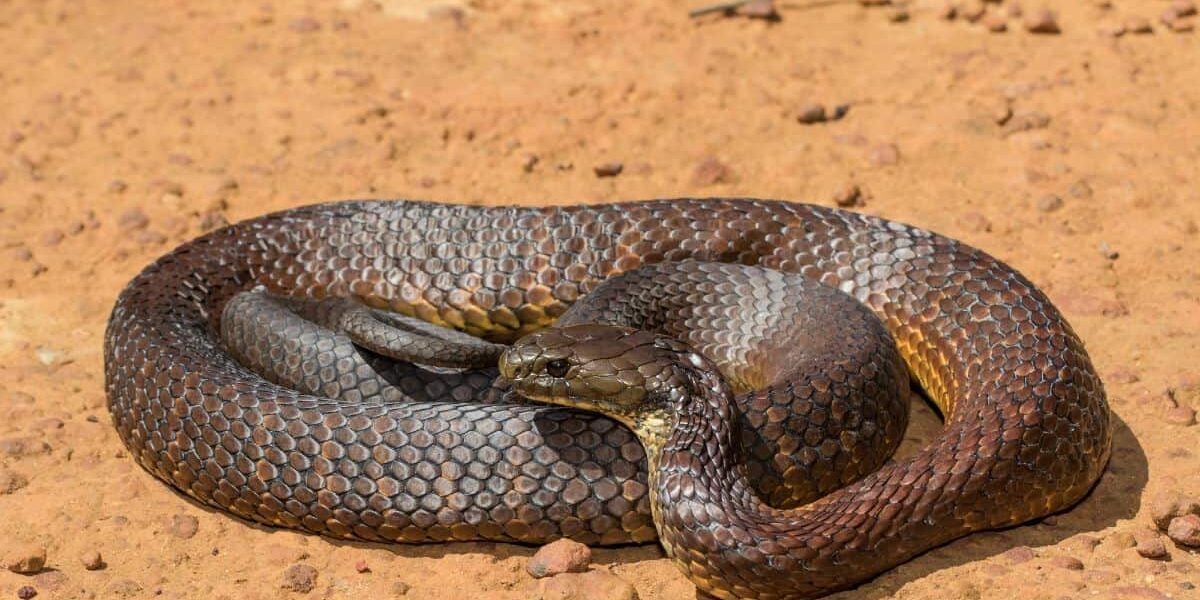 A tiget snake on red dirt in Perth, WA.