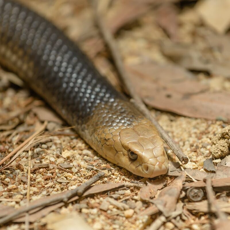 Australian eastern brown snake ready to be catched in Perth.