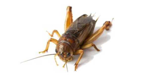 Cricket pest control services Perth, WA.