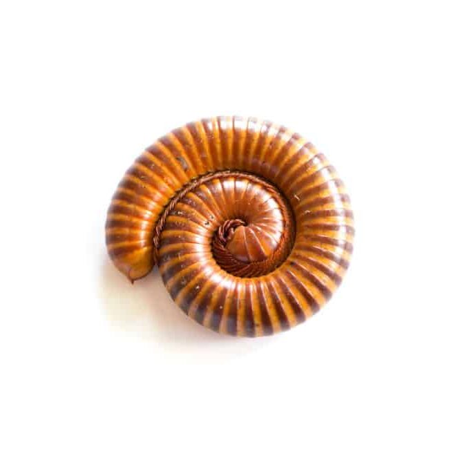 Millipede pest control services in Perth, Western Australia.