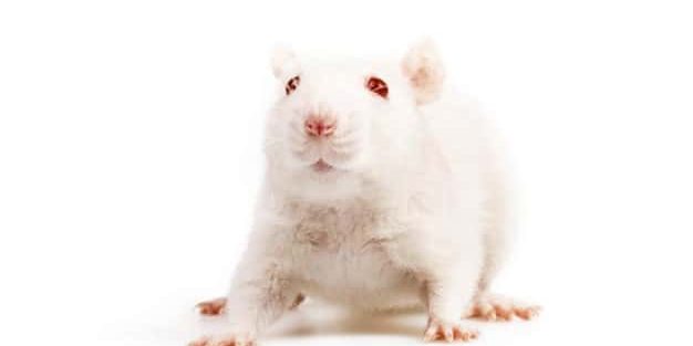 Rodents pest control services Perth, WA.