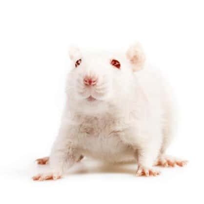 Rodents pest control services Perth, WA.