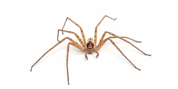 Spiders pest control services Perth, WA.