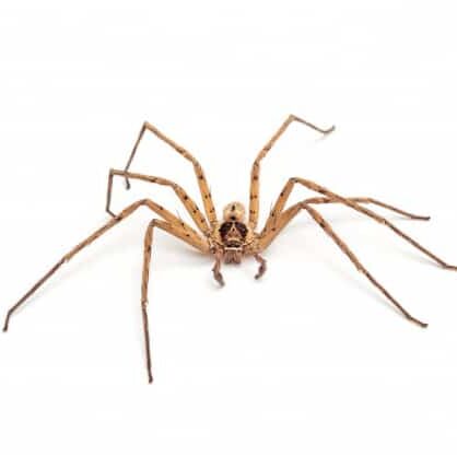 Spiders pest control services Perth, WA.