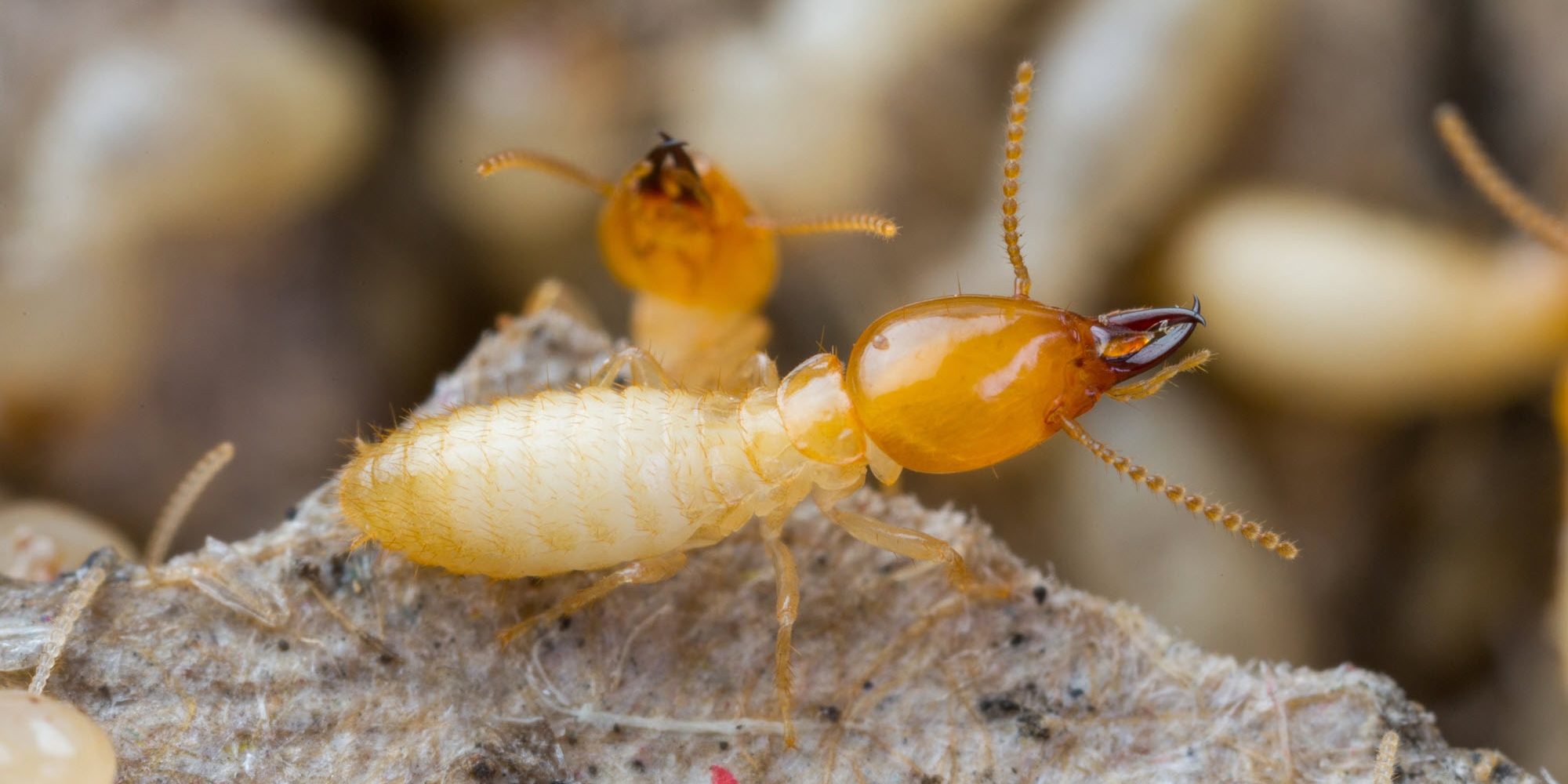 Two termites standing on eaten wood.